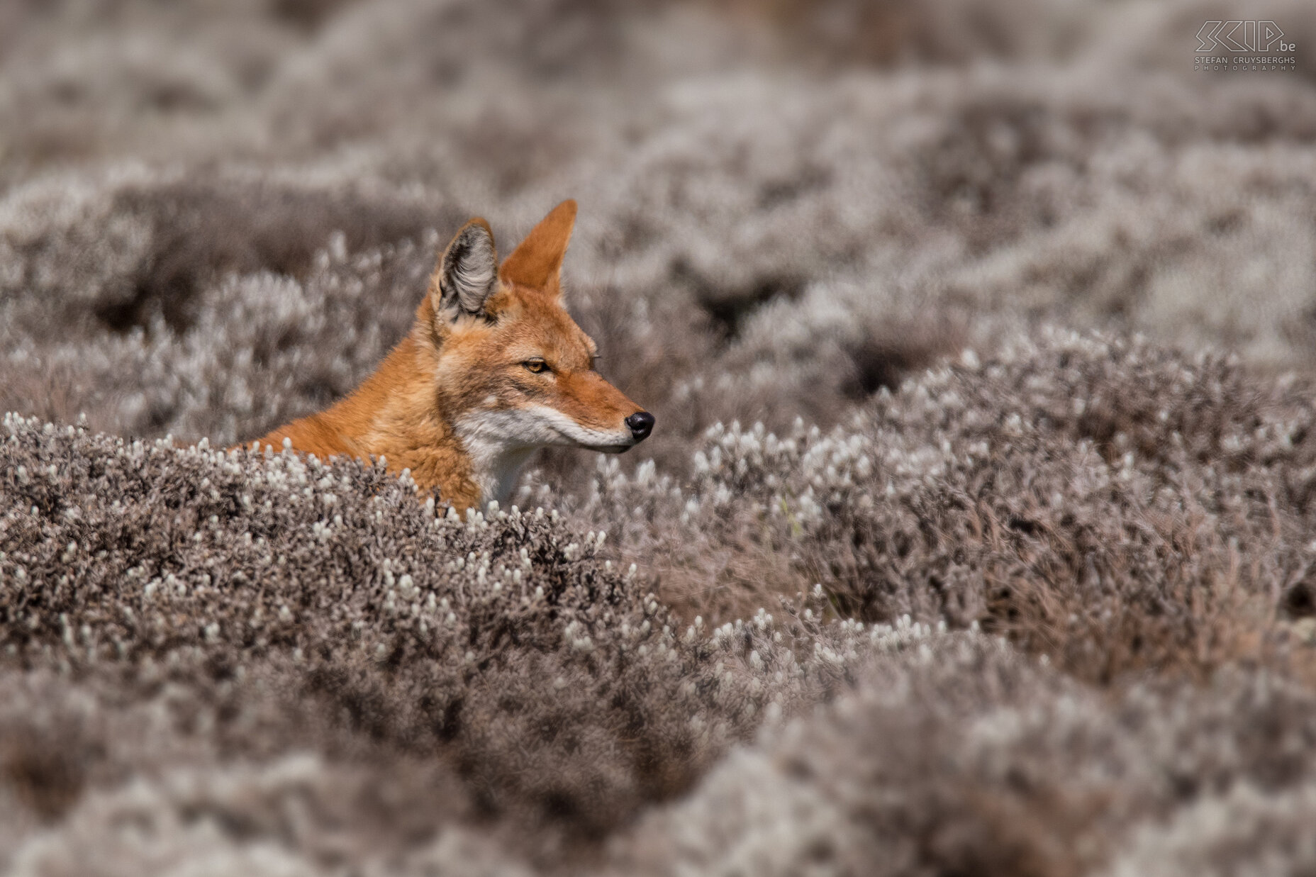 Bale Mountains - Sanetti - Ethiopian wolf The favorite prey of the Ethiopian wolf (Canis simensis) is the giant mole rat (Tachyoryctes macrocephalus). They also hunt for other rodents including the grass rats (Arvicanthis), rock hyraxes and Stark's Hares (Lepus starcki). Stefan Cruysberghs